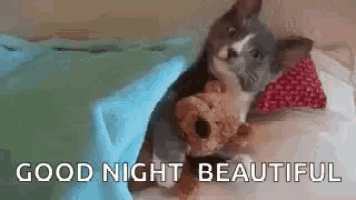 a cat is laying on a bed with a teddy bear and a pillow .