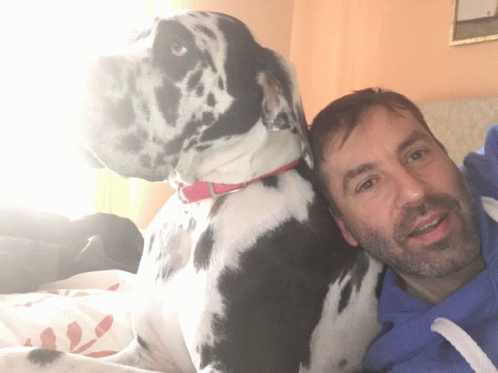 Greatdane GIF - Greatdane GIFs