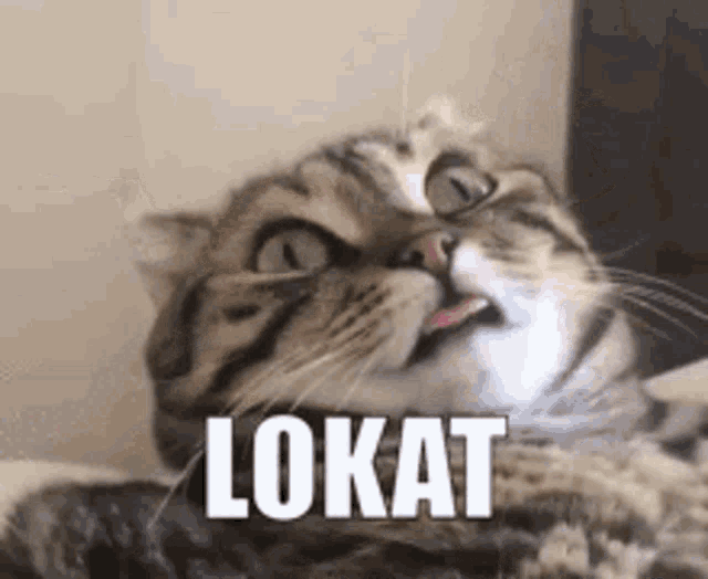 a cat is sticking its tongue out and making a funny face with the word lokat written next to it .