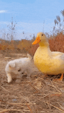 Dog Duck GIF - Dog Duck GIFs