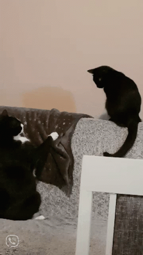 Cat Fight GIF