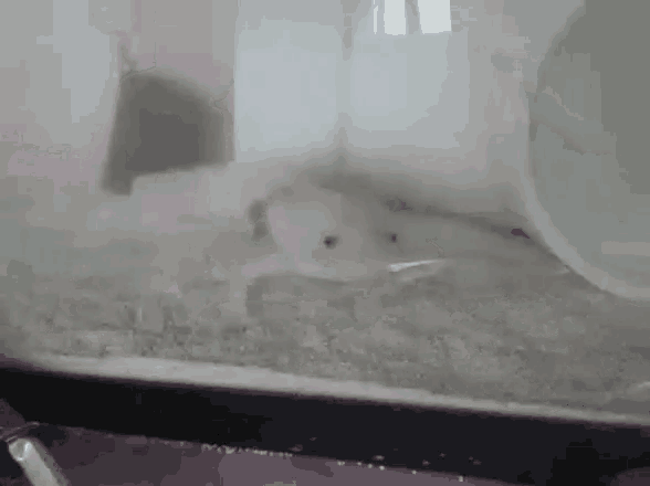 Ace Axolotl GIF - Ace Axolotl Sassy GIFs