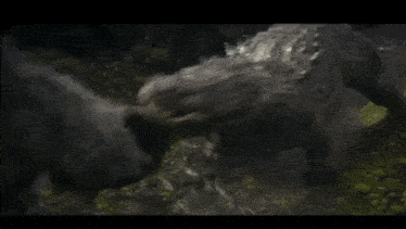 a gorilla standing next to a crocodile in a river