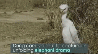 Dung Cam Elephant Drama GIF - Dung Cam Elephant Drama GIFs