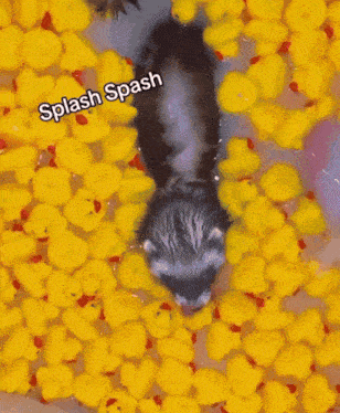 Splash Spash GIF - Splash Spash Taking Out The Excess Water GIFs