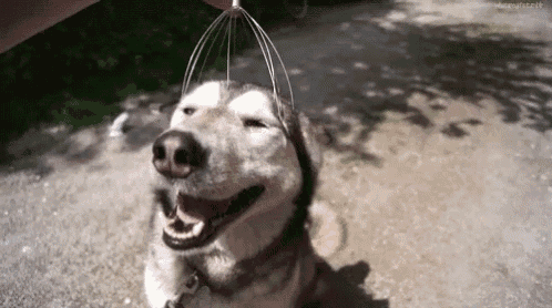 a husky dog is smiling while being massaged by a person .