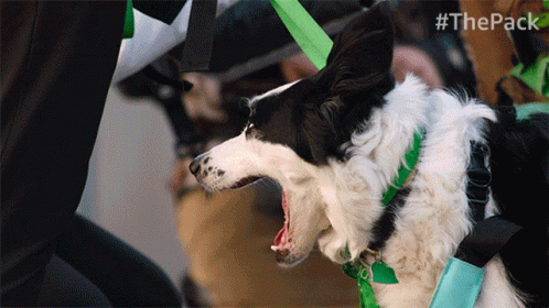 Yawn The Pack GIF - Yawn The Pack Tired GIFs