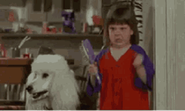 a little girl is brushing a white poodle with a brush .