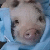 Hi Guys. GIF - Piglet Piggy Snort GIFs