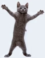 Cat Dance GIF - Cat Dance Funny GIFs