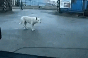 Dog Dancing GIF - Dog Dancing Cute Dog GIFs