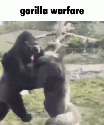 Gorilla Gorilla Warfare GIF