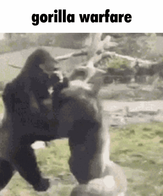 a picture of a gorilla with the words gorilla warfare on the bottom