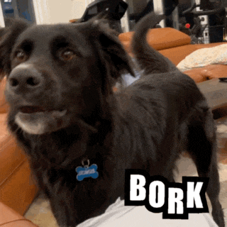a black dog with a name tag that says ' bork ' on it