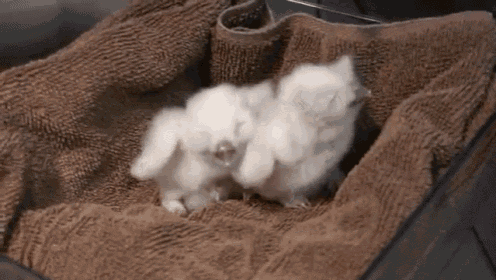 Lolowls GIF - Owls Babies Chicks GIFs