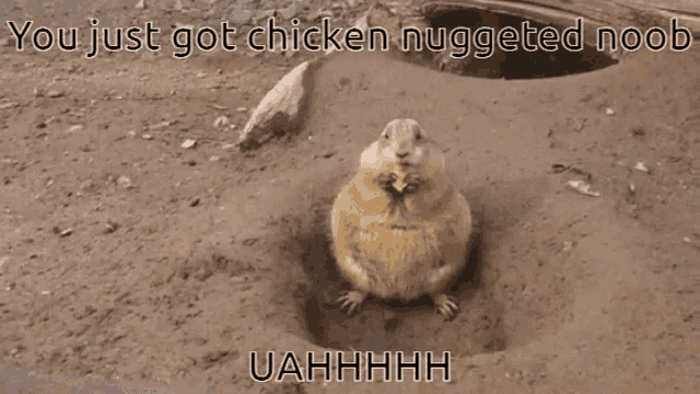 a picture of a squirrel with a caption that says " you just got chicken nuggeted noob "