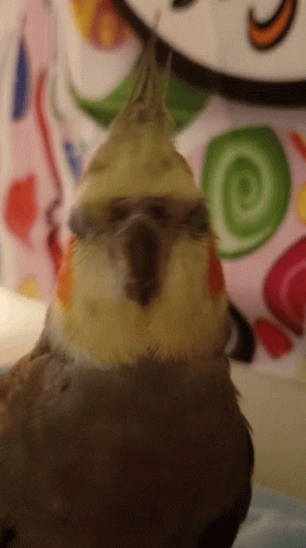 What Who Me GIF - What Who Me Cockatiel GIFs