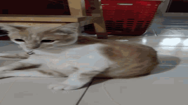 a brown and white cat laying on its back on a tile floor