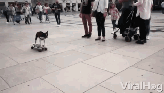a dog is riding a skateboard on a sidewalk in front of a crowd of people with the words viralhog written on the bottom