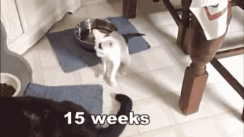 two cats are standing next to a bowl of food and the words 15 weeks are on the floor