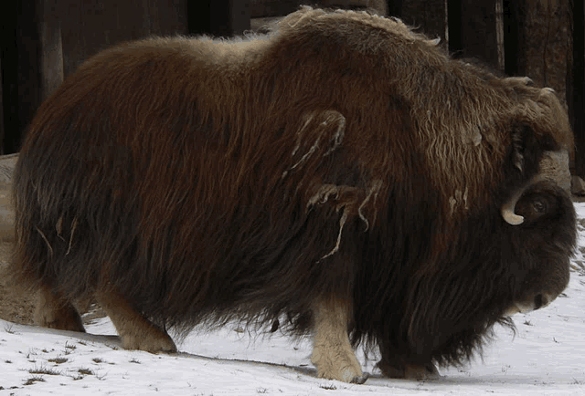 a large furry animal with horns is walking through the snow
