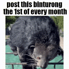 a picture of a bamboo shrew with the caption post this binturong the 1st of every month