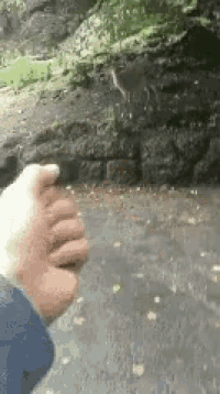 a person is holding a bird in their hand in front of a wall .
