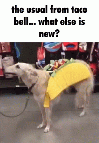 Borzoi Dog GIF - Borzoi Dog Taco Bell GIFs