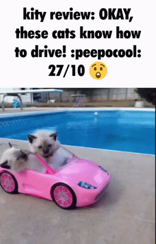 Drive Kity Review GIF - Drive Kity Review Kitty Review GIFs
