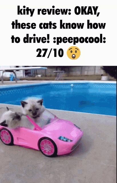two kittens in a pink car next to a pool that says kitty review okay these cats know how to drive
