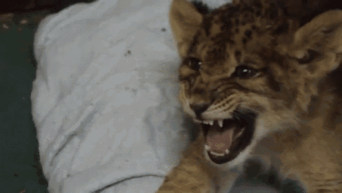 Chatty Kitty GIF - Lions Cubs Cats GIFs