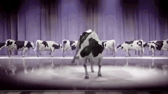 Cows Cow GIF - Cows Cow Cow Dancing GIFs