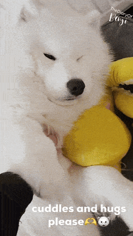 a white dog wearing a yellow outfit with the words cuddles and hugs please on the bottom