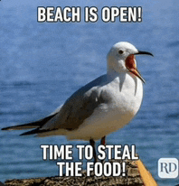 a seagull is standing on a rock near the ocean with the words beach is open time to steal the food