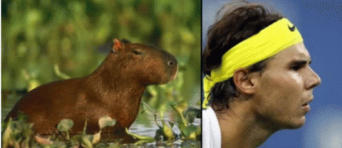 Rafa Capybara GIF - Rafa Capybara GIFs