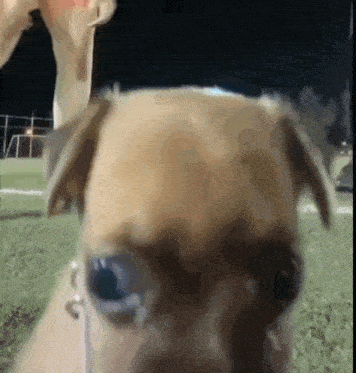 a close up of a small dog 's face looking at the camera