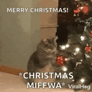 a cat is sitting in front of a christmas tree and wishing everyone a merry christmas .