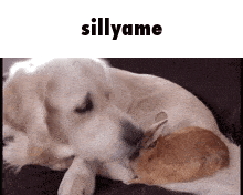 a dog and a rabbit are laying next to each other and the dog is licking the rabbit 's nose .