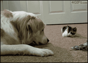 I’m Not Scared, I’m Not Scared….Okay I’m Scared! GIF - Cat And Dogs Cats Cute GIFs