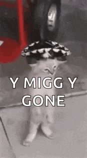 a cat wearing a hat with the words `` y miggy gone '' written on it .