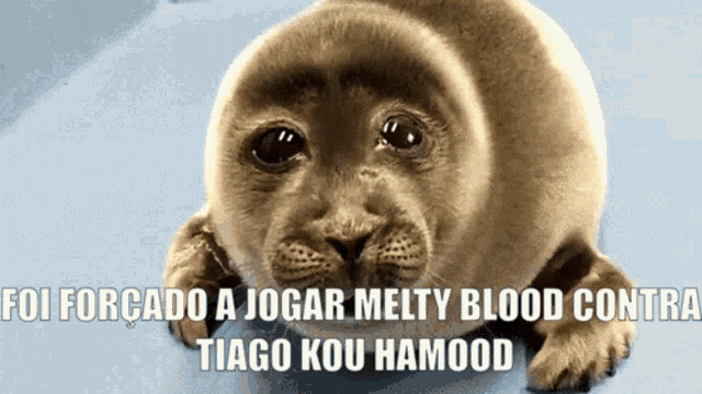 a picture of a seal with the caption foi forcado a jogar melty blood contra tiago kou hamoood