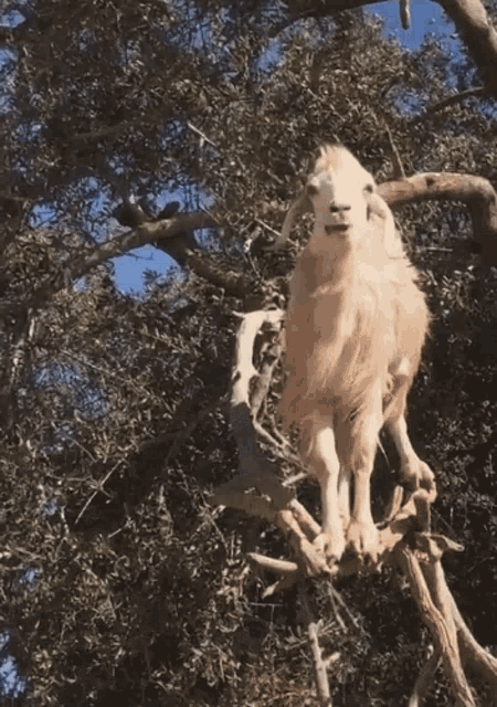 Goats Goats In Trees GIF - Goats Goats In Trees Wtf GIFs