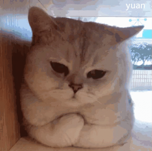 คิมโรโระ Cute GIF - คิมโรโระ Cute Cat GIFs