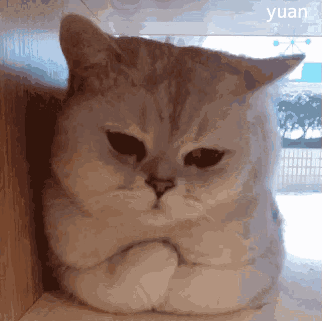 a close up of a cat with the word yuan on the bottom