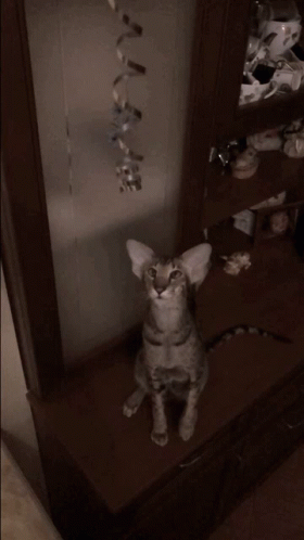 Cat Confetti GIF - Cat Confetti Purr GIFs