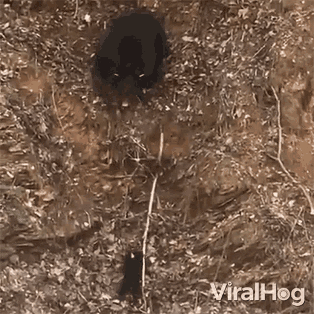 Trying To Climb Viralhog GIF - Trying To Climb Viralhog Baby Bear GIFs