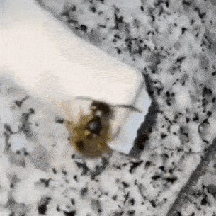 a close up of a bee sitting on a piece of paper on a table .