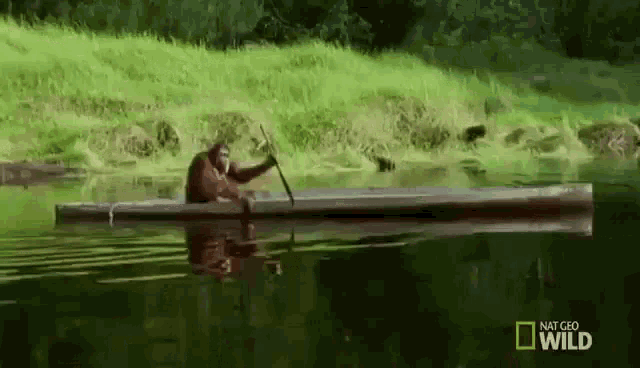 Monkey Rowing Boat GIF - Monkey Rowing Boat GIFs