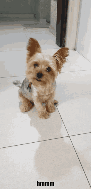 a small brown dog is sitting on a tiled floor and the word hmmm is on the bottom
