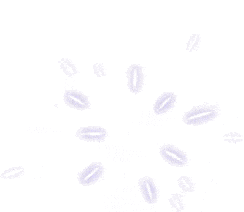 a purple fireworks display with a white background .